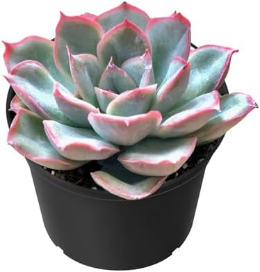 Sprout N Green Echeveria Orion Live Succulent Plant by SproutNGreen