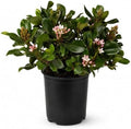 Eleanor Taber Indian Hawthorn (2.5 Quart) Pink Blooming Evergreen Bushes- Full Sun Live Outdoor Plant by Plants+by+Mail