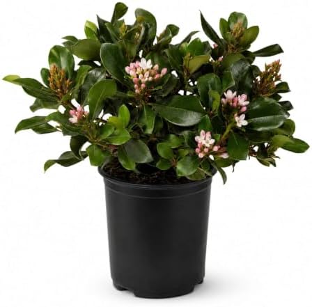 Eleanor Taber Indian Hawthorn (2.5 Quart) Pink Blooming Evergreen Bushes- Full Sun Live Outdoor Plant by Plants+by+Mail