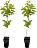 Jujube GA-866 Value Pack - 2 Plants - Edible Fruit Trees by MicroStarts