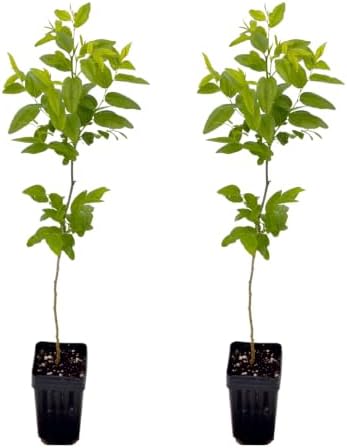 Jujube GA-866 Value Pack - 2 Plants - Edible Fruit Trees by MicroStarts