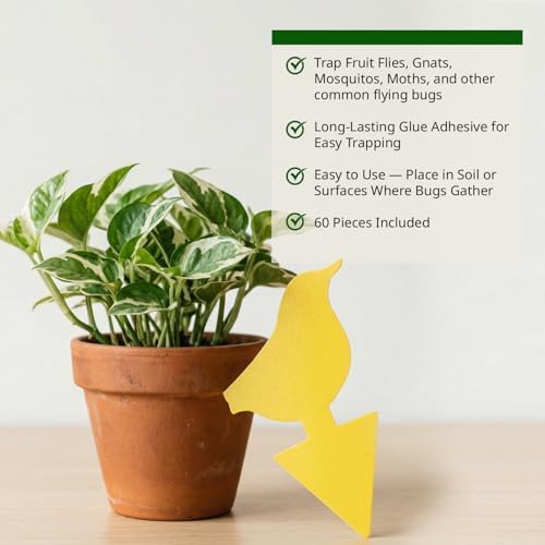 Kate's Home & Garden 60 Count Fruit Fly Traps for Indoors and House - Image 3