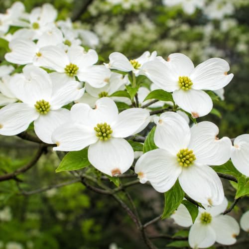 White Dogwood Plant Live for Planting, White Flowering Ornamental Tree, Dogwood Tree, 6-12 Inch Tall, Quart Pot, Dormant in Winter - Image 3