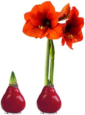 Waxed Amaryllis Bulb - Red Wax, Red Blooms, Christmas Decor by TheThreeCompany