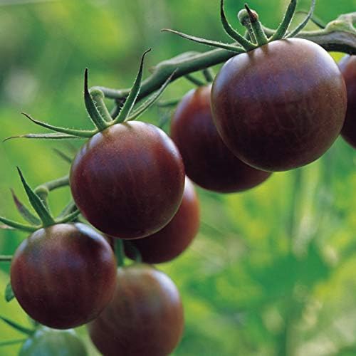 Burpee 'Black Cherry' Tomato, Purple Cherry Tomato, Sweet Rich Flavor, 30 Non-GMO Seeds by Burpee