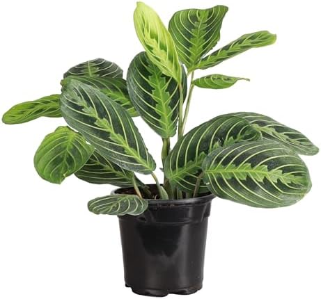 Live Lemon Lime Prayer Plant, Pet Friendly, Easy to Grow, 4" Pot - Image 5