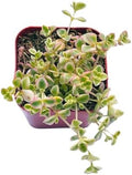 Succulents Plants Live 2" Sedum Little Missy, Live Mini Succulent Plants, Easy Care House Plants Rooted in Succulent Soil Mix, By The Succulent Cult by TheSucculentCult