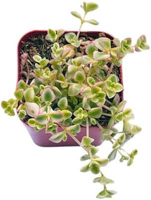 Succulents Plants Live 2" Sedum Little Missy, Live Mini Succulent Plants, Easy Care House Plants Rooted in Succulent Soil Mix, By The Succulent Cult by TheSucculentCult
