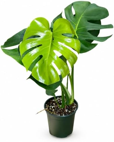 Monstera Deliciosa Live Plant, 4 Inch Swiss Cheese Houseplant by NYCitySucculents