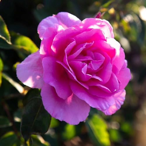 Heirloom Hardy Roses, Live Own Root Plant, Earth Song by HeirloomRoses