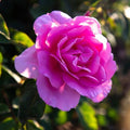 Heirloom Hardy Roses, Live Own Root Plant, Earth Song by HeirloomRoses