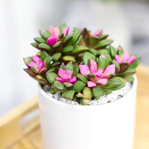 Anacampseros Telephiastrum f. Variegatum - Colorful 2 inch Succulents - Live Mini Succulent Plants Fully Rooted, Easy Care Indoor and Outdoor, Home and Garden Decor, Wedding Party Favor - Image 2