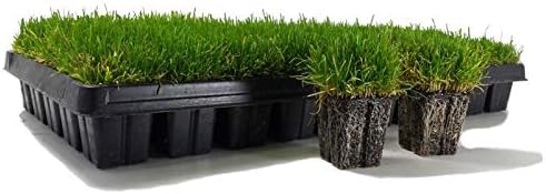 Zoysia Plugs - 50 Full & Lush Grass Plugs | Mature Roots | Individually Grown - Image 2