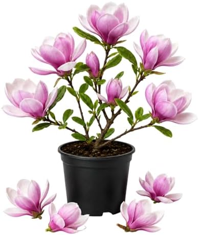 Saucer Magnolia Flower Tree Live Plant, Spring Bloom Tree, 2.5'' Pot by Unknown