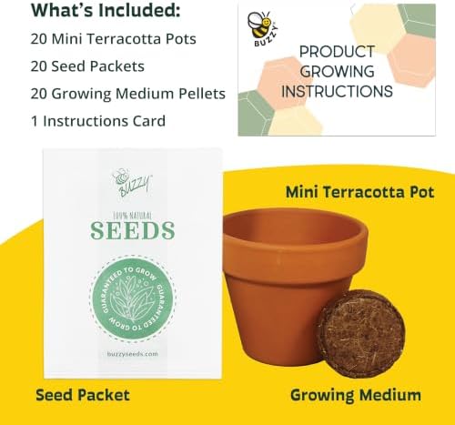 Buzzy Seeds Sunflower Grow Kit, 20-Pack Bulk Terracotta Pots, Indoor - Image 4