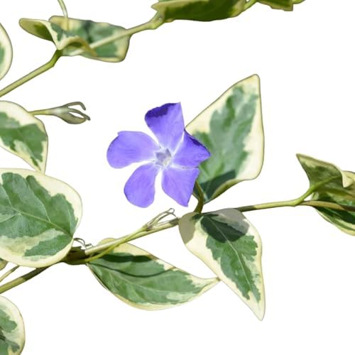 Vinca Major Variegata, Variegated Big Leaf Periwinkle Plant, Purple Flowering Ground Cover, Live Perennial Garden Plants (Classic Pint/Set of 250) - Image 4