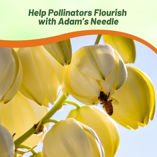Outsidepride Adam's Needle Yucca Seeds for Planting - 200 Pcs Drought Tolerant Flower Seeds with Evergreen Foliage & Pollinator-Friendly Flowers, for Xeriscaping, Dry or Sandy Landscapes - Image 5