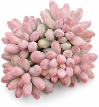 Pachyphytum 'Baby Finger' Live Succulent Plant 3-3.5 Inch Multi-Head Cluster, Rare Succulent Bare Root No Pot, Low Maintenance Houseplant for Indoor Outdoor Planters, Home Garden Collection by THEONEBLOOM