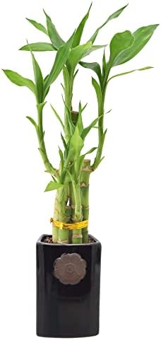 Arcadia Garden Products 5-Stem Lucky Bamboo, Live Indoor Plant in Contour II Ceramic Planter for Home, Work, or Gift, Black ***Cannot Ship to Hawaii*** by Unknown