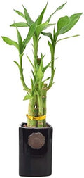 Arcadia Garden Products 5-Stem Lucky Bamboo, Live Indoor Plant in Contour II Ceramic Planter for Home, Work, or Gift, Black ***Cannot Ship to Hawaii*** by Unknown