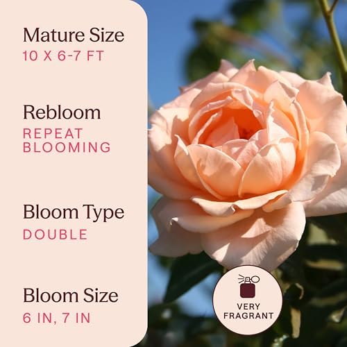 Heirloom Climbing Roses, Live Own Root Plant, Breath of Life™ - Image 6