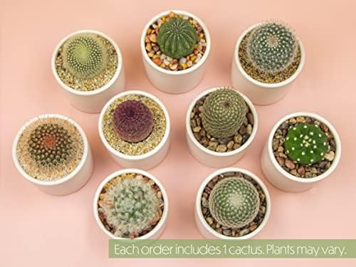 Plants for Pets Live Low Light House Plants in Ceramic Succulent Pots (3 Pack), Gasteria Succulent Plant and Cactus Plants Live with Potting Soil, Haworthia Succulents for Indoor Growing Home Décor - Image 4
