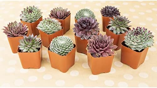 Sempervivum Succulents Plants Succulent Plant Decor (5PK), Live Plants Indoor Plants Live Houseplants, Gardening Gifts for Plant Lovers, Mini Succulent Plants for Delivery Prime by Plants for Pets - Image 4
