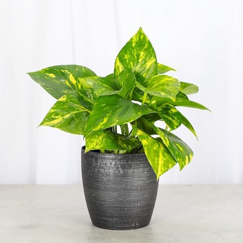 Live Golden Pothos, Indoor Vining Plant, Easy to Grow, 4" Pot - Image 2