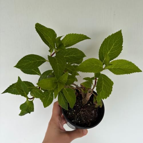 Endless Summer Hydrangea Live Shrub - Reblooming Blue/Pink Mophead Plant in 4-Inch Nursery Pot - Image 3