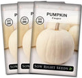 Sow Right Seeds-Casper Pumpkin Seed for Planting Outdoor White Pumpkins 3pk by SowRightSeeds