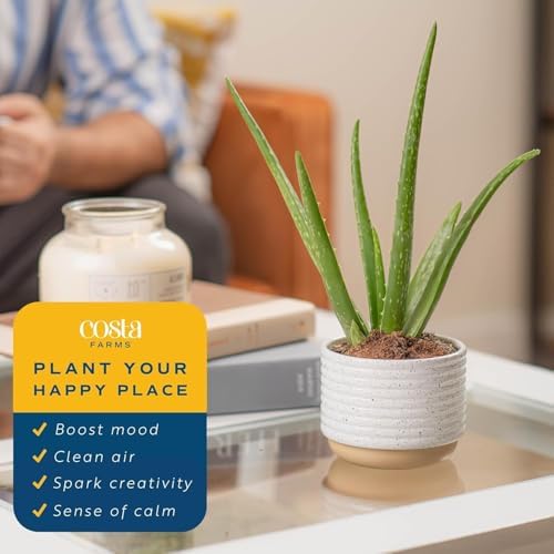 Costa Farms Aloe Vera, Live Indoor Plants, Easy Care, 7-in Tall, 2-Pack - Image 5