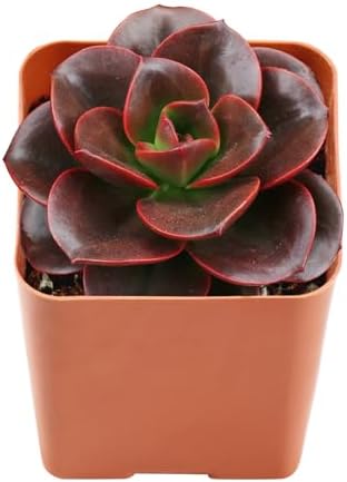 2" Live Succulent Echeveria 'Melaco', Easy Care & Drought Tolerant by FleshyFlora