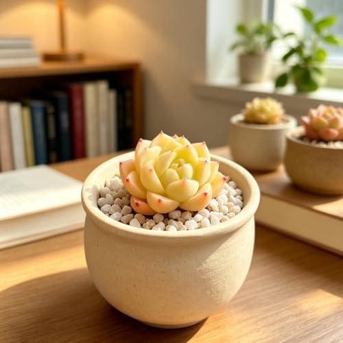Live Succulent Echeveria 'Peachy Cheeks', 2 Inch Potted Rooted Houseplant - Image 4
