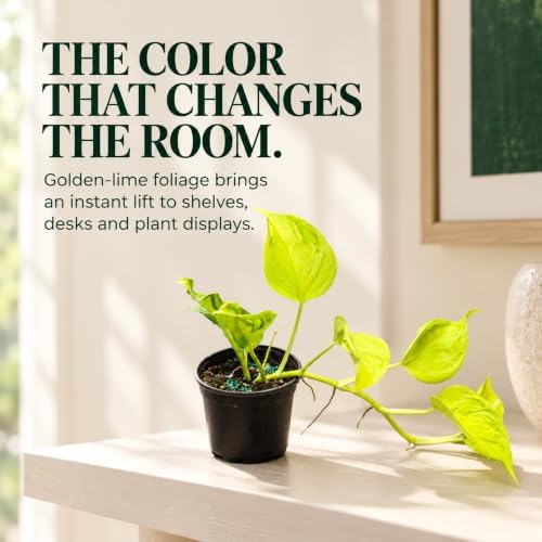 Epipremnum Champs Elysees Live Plant - Golden Textured Foliage - Image 5