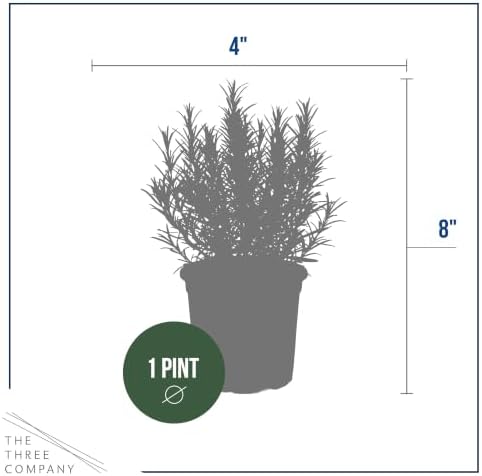 Herb - Rosemary (6 Pack), Live Edible Culinary Herb, Aromatic, Savory - Image 4