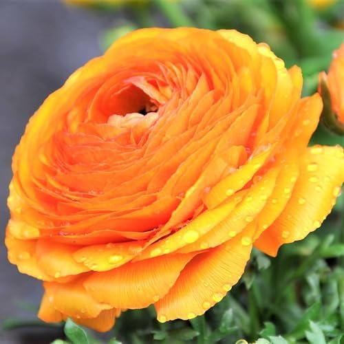 Ranunculus Gold 10 Flower Bulbs - Spring Blooms, Tecolote Buttercups - Image 3