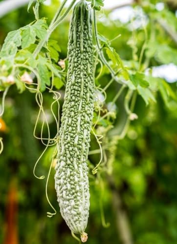 Bitter Melon Seeds (15 pcs) – Heirloom Bitter Gourd Vine Fast Climber Non-GMO - Image 2