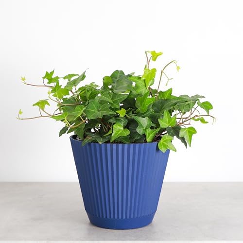 Live Hahn's Green Ivy Plant, Vining Indoor Plant, 6" Pot - Image 4