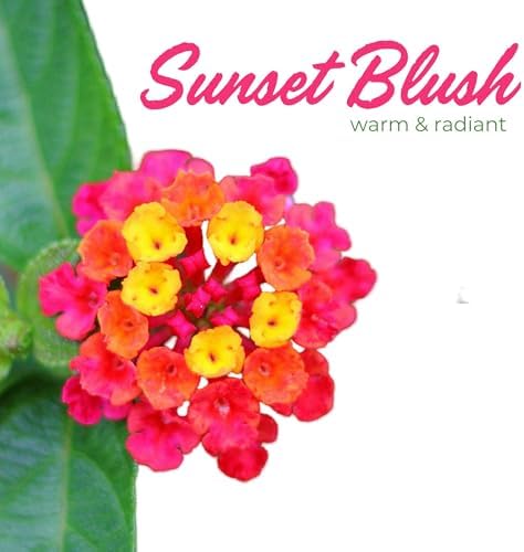 3 Irene Lantanas, Live Plants – Continuous Blooms, Thriving in 2.5” Nursery Cubes - Image 3