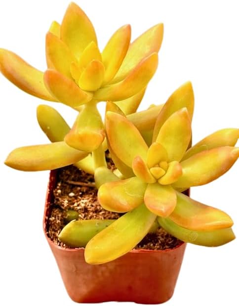 2" Sedum Coppertone Unique Succulents Plants Live, Live Starter Succulent Plants, Easy Care House Plants Rooted in Succulent Soil Mix, By The Succulent Cult by TheSucculentCult