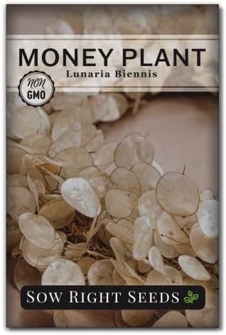 Sow Right Seeds - Money Plant Seed for Planting Silver Dollar Tree by SowRightSeeds