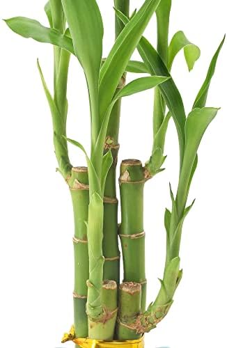 Arcadia Garden Products 5-Stem Lucky Bamboo, Live Indoor Plant in Contour II Ceramic Planter for Home, Work, or Gift, Blue ***Cannot Ship to Hawaii*** - Image 4