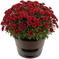 Chrysanthemum (Wine Barrel Deco Pot), Red Blooms, Live Fall Flowering Perennial, 15" Tall by 12" Wide in 3 Qt Pot by TheThreeCompany