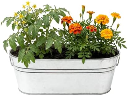 Buzzy Seeds My First Garden Grow Kit, Metal Planter, Tomato & Marigold - Image 2