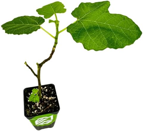 Magnolia Brunswick Fig Tree - Ficus carica by Wellspring Garden - Captivating & Abundant Fruit Producer - Versatile Fruit Tree - Robust Growth - Garden Ornamental by WellspringGardens