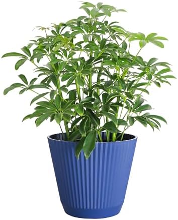 Live Arboricola Umbrella Tree Plant, Schefflera Arboricola, 6" Pot by ThorsensGreenhouse