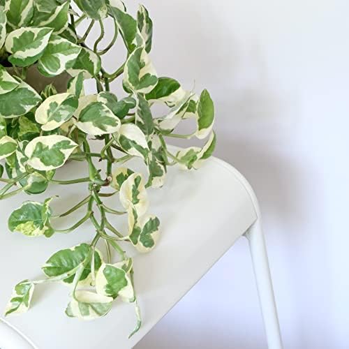 Pothos N’Joy Live Indoor Plant, 4 inch Pot, Variegated White and Green Leaves - Easy to Care for - Perfect for Indoor and Outdoor Home Decor, Office, and Gift- Pot Included - Image 6