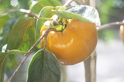 Perfect Plants Fuyu Persimmon Tree, 3-4 ft, Live Plant - Image 6