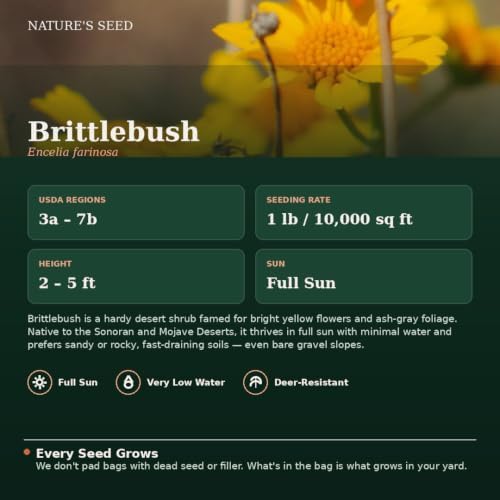 Nature’s Seed Brittlebush Wildflower Flower Seeds for Planting, Drought-Tolerant, Pollinator Friendly, Ideal for Desert Wildlife, 0.25 lbs - Image 3
