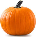 20 Pumpkin Seeds for Planting - Big Max - Heirloom | Non-GMO | USA Grown | Grows Big Giant Pumpkins up to 100 lbs! Grown for Pies and Halloween Jack O Lanterns by RDRSeeds